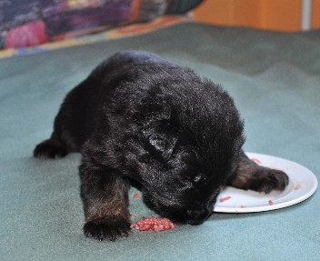 brix-balu 08.05.2011 - 34