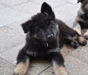 brix-balu 15.06.2011- 78
