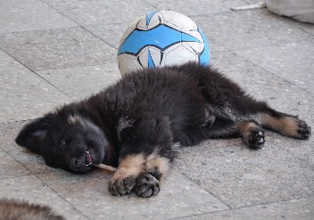 brix-balu 15.06.2011 - 43