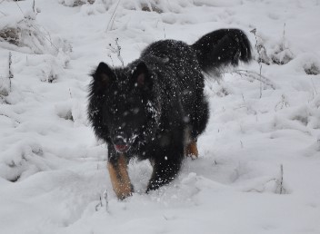 brix-balu 30.12.2011- 3