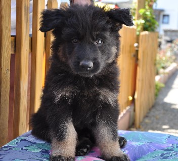 brix-balu 7 wochen alt 06.06.2011 - 18