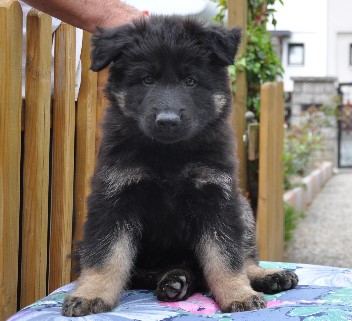 brix-balu 8 wochen alt 12.06.2011 - 14