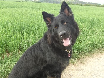 brix-balu mai 2012
