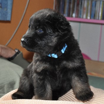 brix-balu vier wochen alt 16.05.2011 - 27