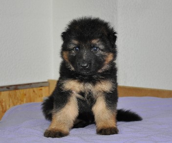 caruso 5 wochen alt 26.10.2011 - 16