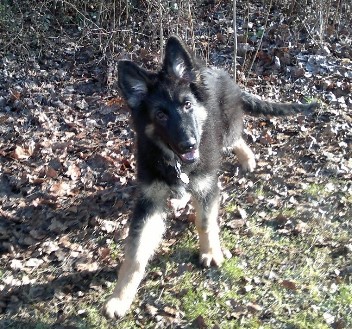 champ1 24.01.2012