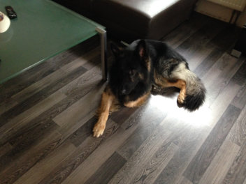 champ 1 februar 2015