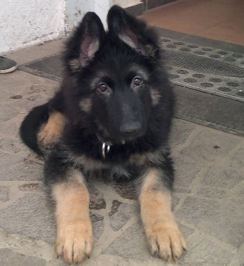 champ 24.12.2011
