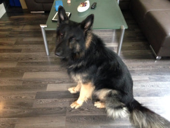 champ 2 februar 2015