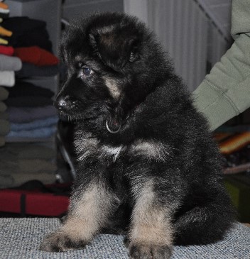 champ 7 wochen alt 09.11.2011- 1