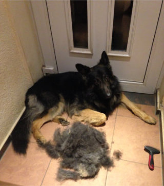 champ februar 201502