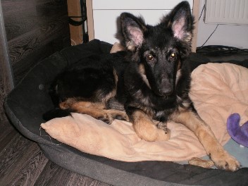 champ winter 2012 0131
