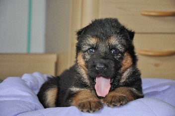 chayna 4 wochen alt 19.10.2011 - 4