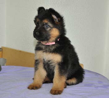 chayna 5 wochen alt 26.10.2011- 5