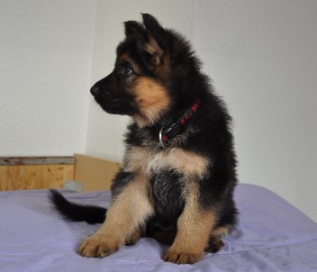 chayna 6 wochen alt 02.11.2011 - 67