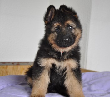 chicco 6 wochen alt 02.11.2011 - 112