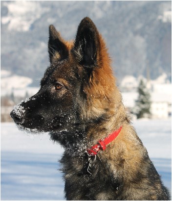 darja 2 januar 2013