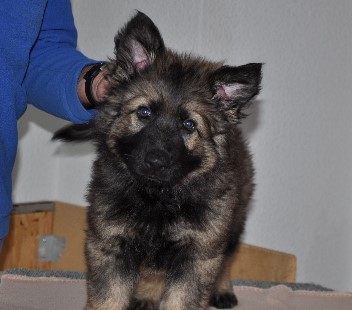 darja 8 wochen alt 11.08.2012 - 1