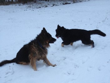 diego 1 januar 2013