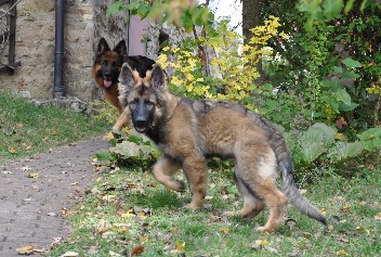 django, kaja 18.10.2012 - 7