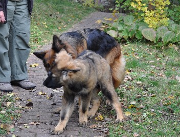 django, kaja  18.10.2012 - 7702