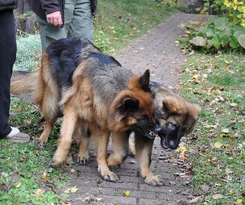 django, kaja  18.10.2012 - 78