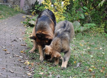 django, kaja  18.10.2012 - 81