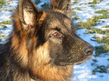 enzo timber dezember 2013