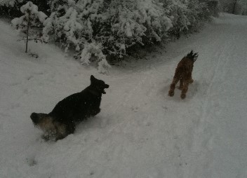 erster Schnee 008bajana 21.01.2012