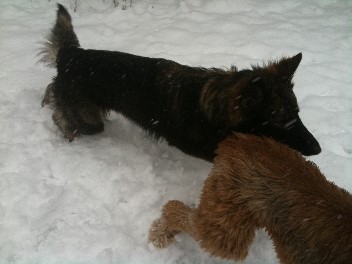 erster Schnee 013bajana 21.01.2012