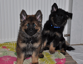 fiara + frodo - 7