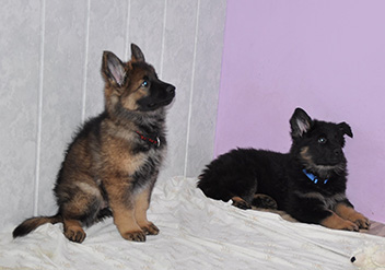 fiara + frodo 23.11.2013 - 1