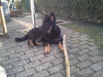 frodo3 februar 2014