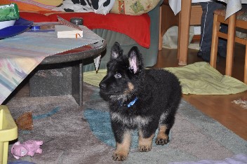 frodo 24.11.2013+ - 1