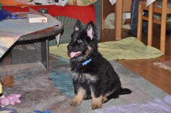 frodo 24.11.2013+ - 3