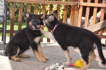 gira + ronja 30.03.2014 - 20