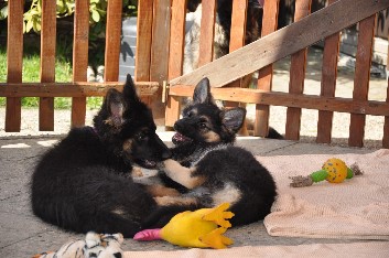 gira + ronja 30.03.2014 - 28