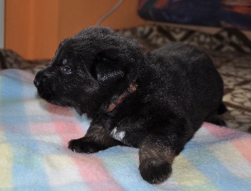 halsband braun drei wochen alt 07.07.2012  - 10