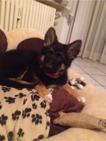 hannah nala 25.01.2015