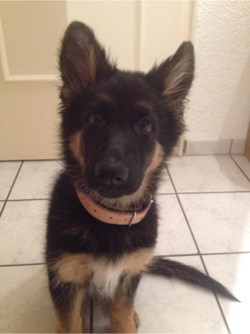 hannah nala 26.01.2015