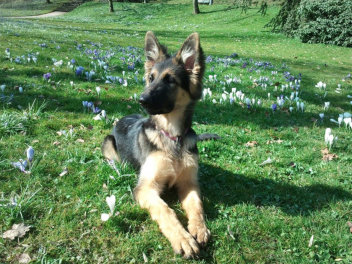 hanni milla m�rz 2015
