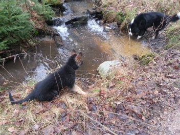 hasko 23.01.2015