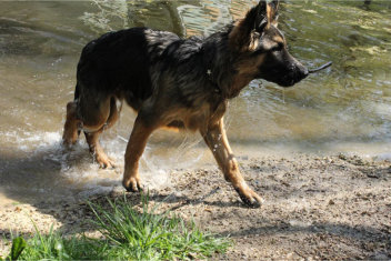 hasko april 2015, 7