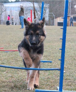 hasko februar 2015
