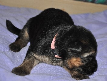 h�ndin  rosa 04.10.2011 2 wochen alt - 3