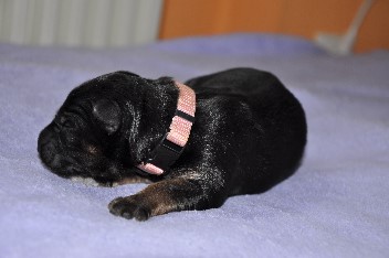 h�ndin halsband rosa 21.09.2013 - 13