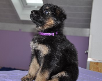 h�ndin lila 5 wochen alt 23.02.2013 - 36