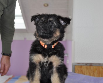 h�ndin lila 6 wochen alt 01.03.2013 - 38