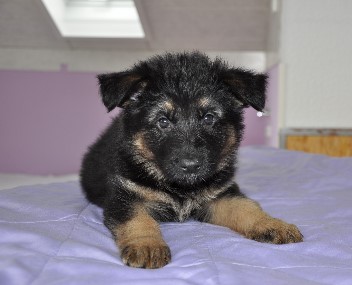 h�ndin lila 6 wochen alt 01.03.2013 - 44
