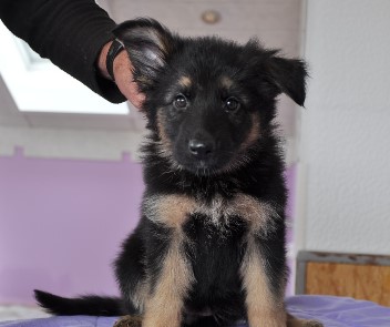 h�ndin lila 7 wochen alt 08.03.2013 - 31